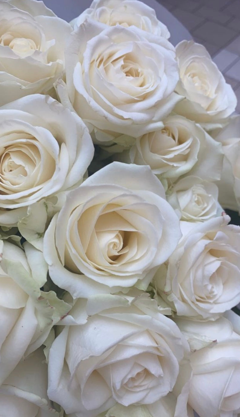 Premium - weiße Rosen XXL