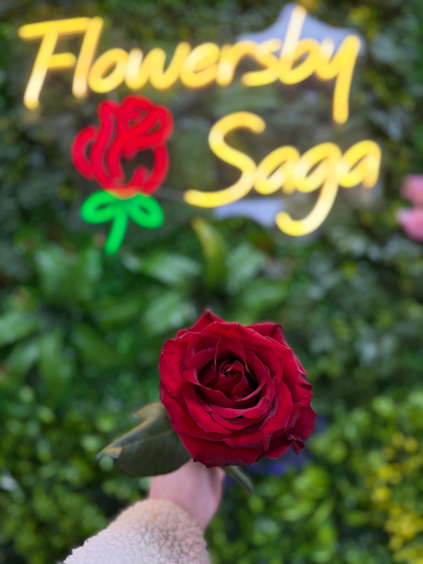 Premium rote Rosen - M